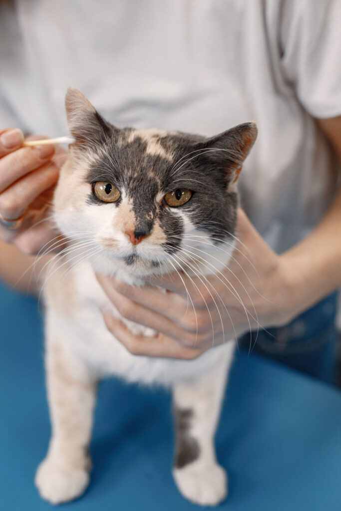 Veterinaria explorando a un gato en una consulta de medicina felina