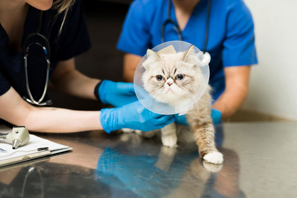 Veterinaria atendiendo a un gato durante una consulta clínica